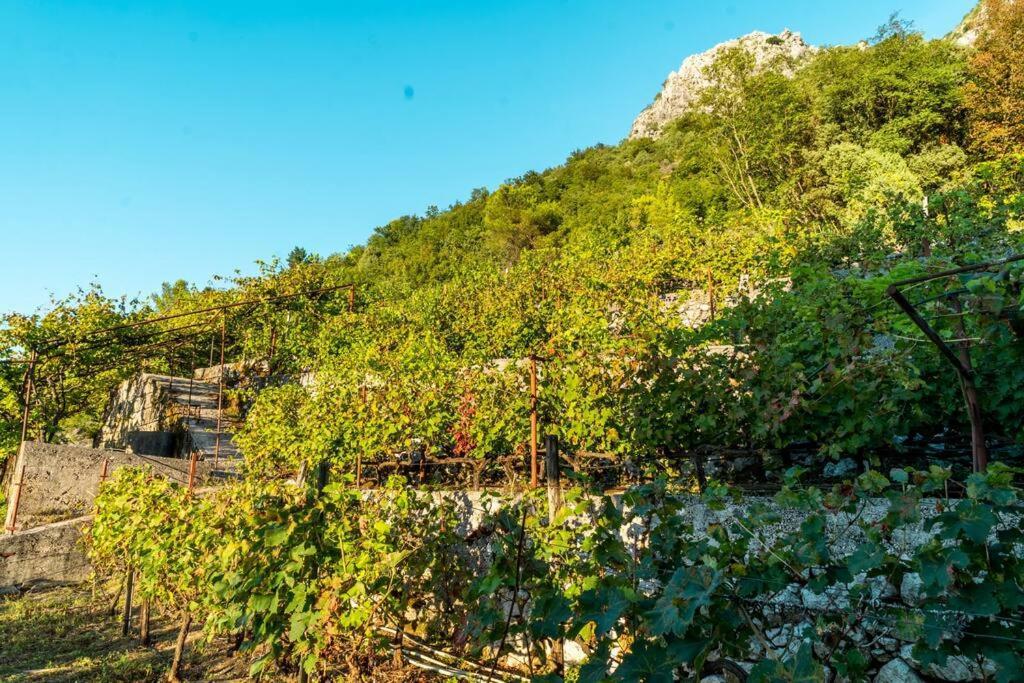 Pavle'S Oasis Villa Virpazar Kültér fotó